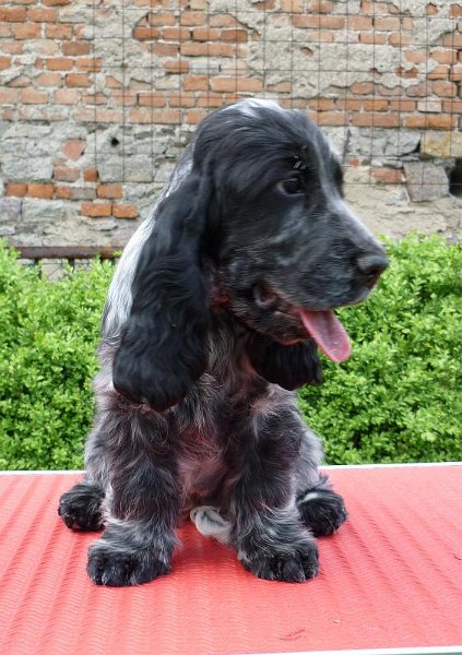 2-Bella 23.5.2010.JPG